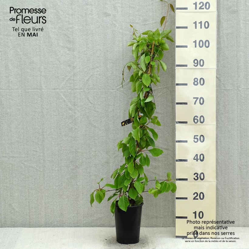 Schisandra chinensis Maceta 2L/3L Ejemplar entregado en la primavera