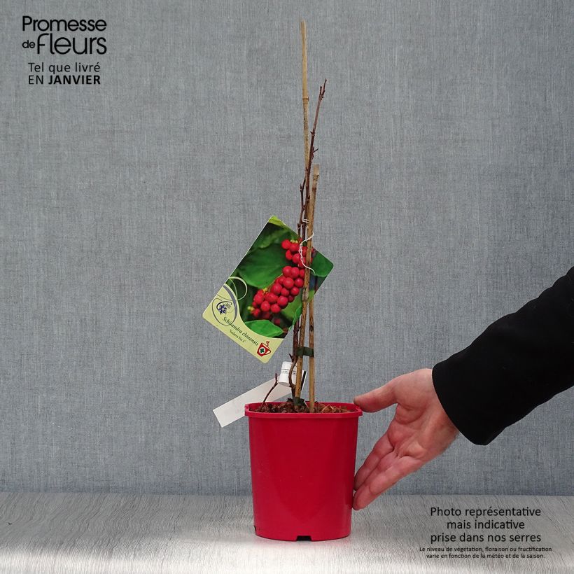 Schisandra Sadova N°1 - Schisandra chinensis Maceta 2L/3L Ejemplar entregado en invierno