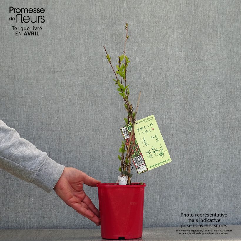 Schisandra Sadova N°1 - Schisandra chinensis Maceta 2L/3L Ejemplar entregado en la primavera