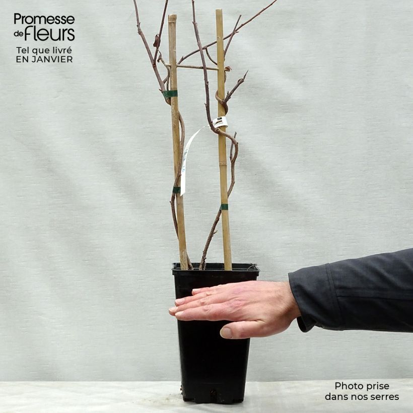 Schisandra grandiflora Maceta 1,5L/2L Ejemplar entregado en invierno