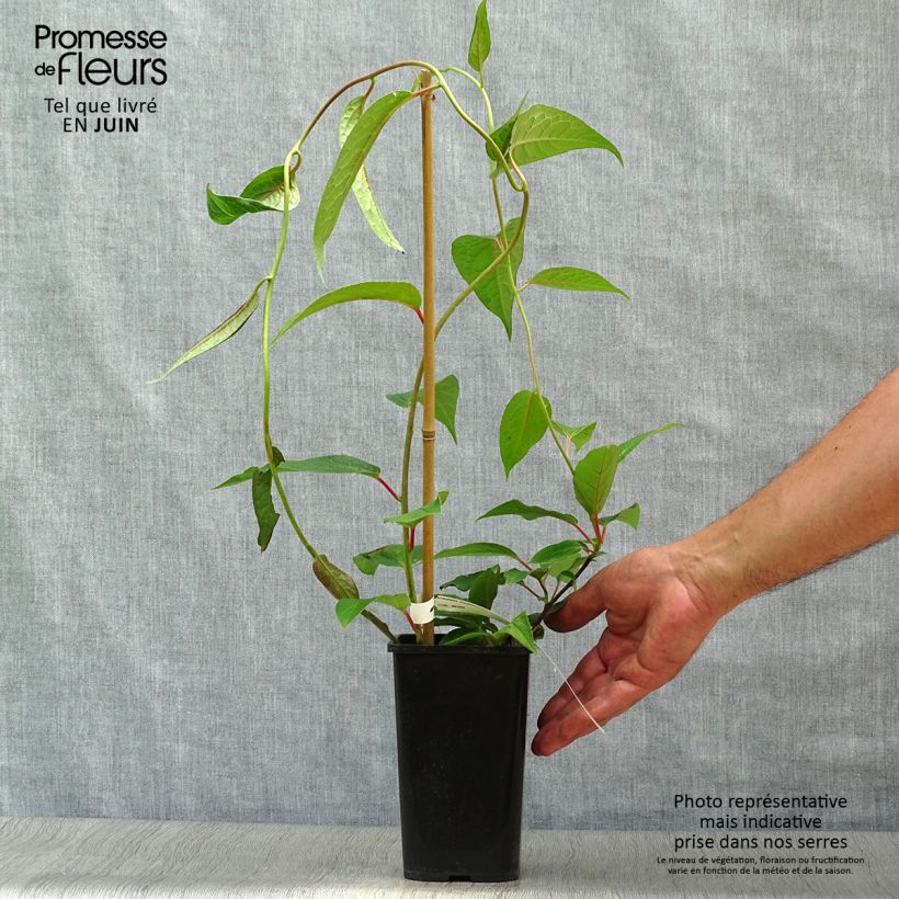 Ejemplar de Schisandra grandiflora Maceta 1,5L/2L entregado en verano
