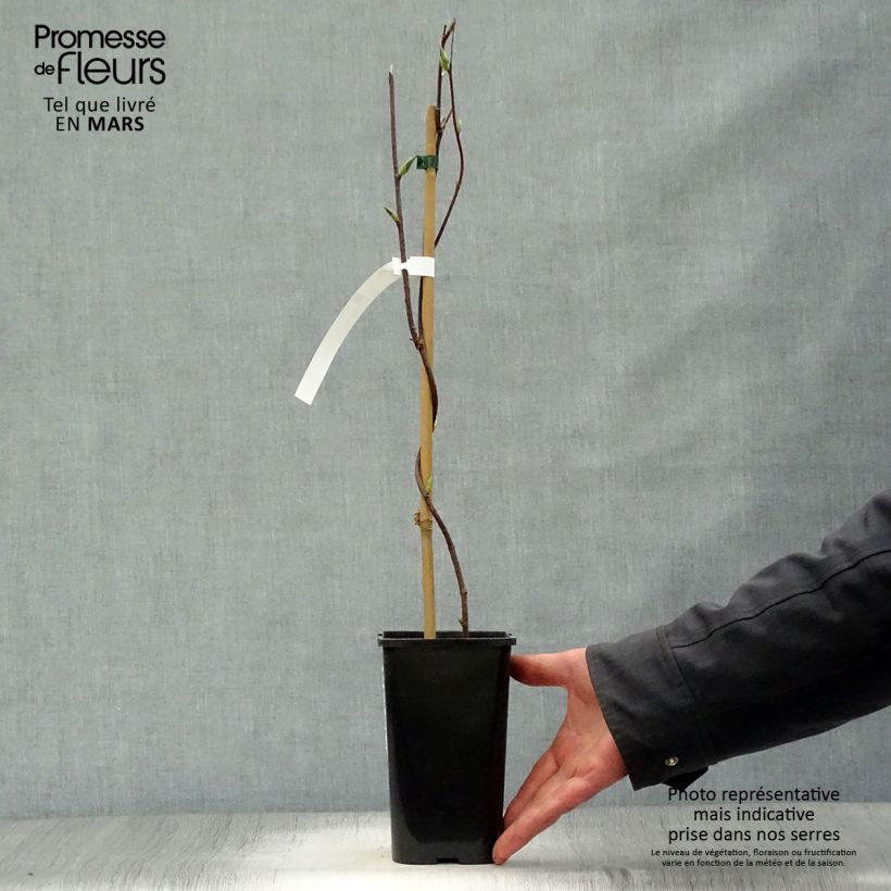 Schisandra grandiflora Maceta 1,5L/2L Ejemplar entregado en la primavera