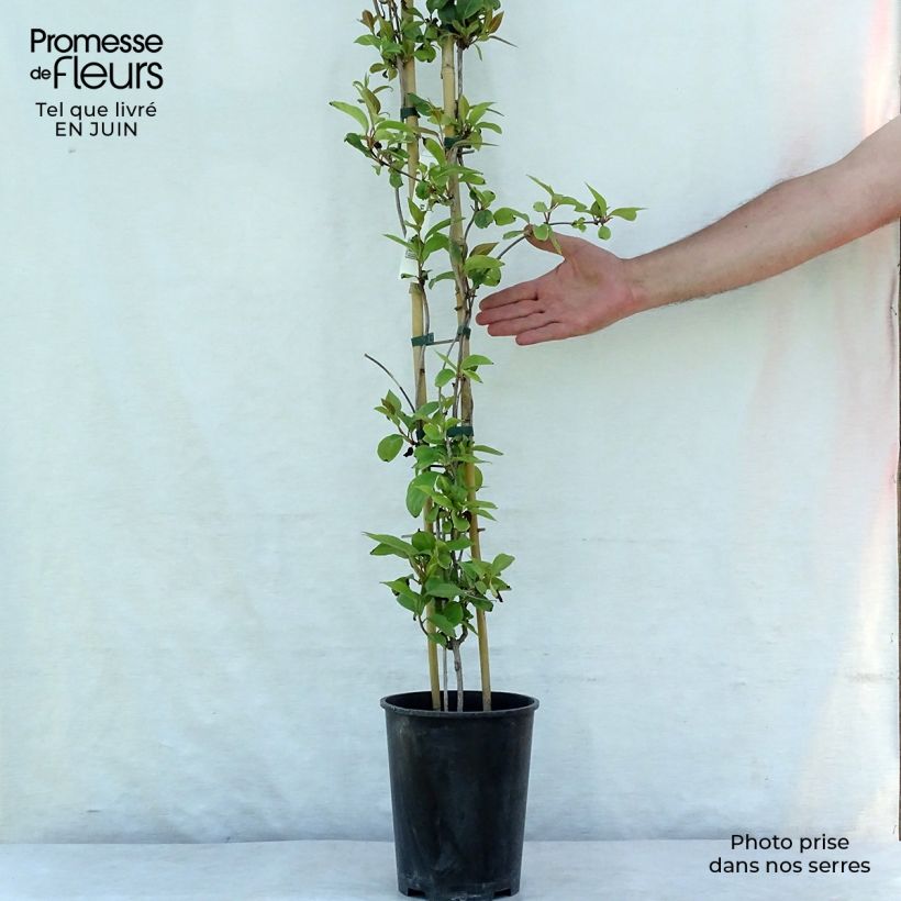Ejemplar de Schisandra rubriflora Maceta 4L/5L entregado en verano