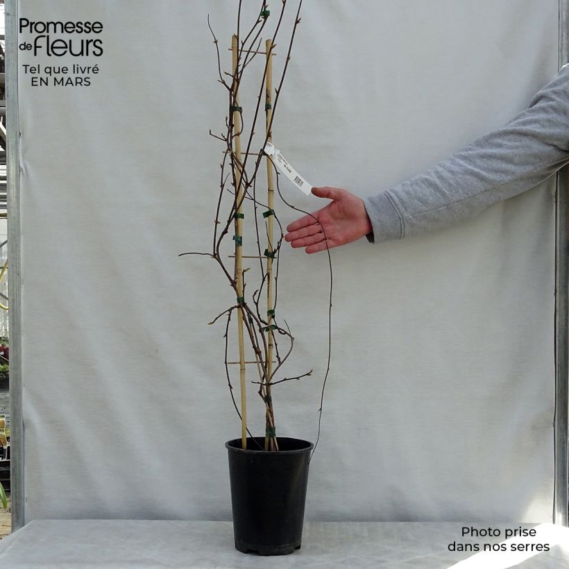 Schisandra rubriflora Maceta 4L/5L Ejemplar entregado en la primavera