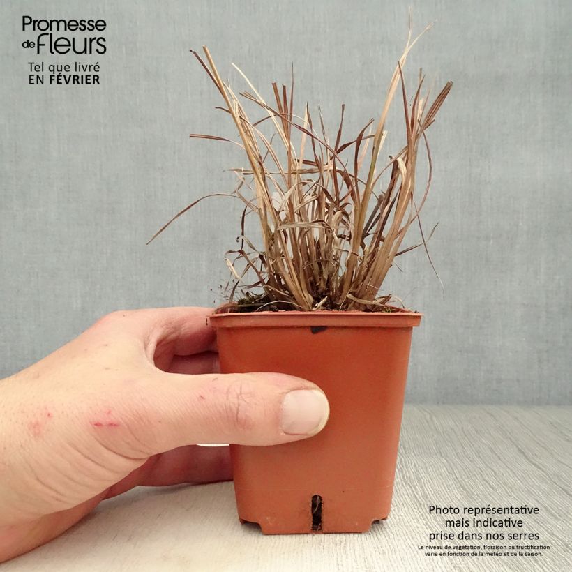 Schizachyrium scoparium Blue Heaven Maceta de 8/9 cm Ejemplar entregado en invierno