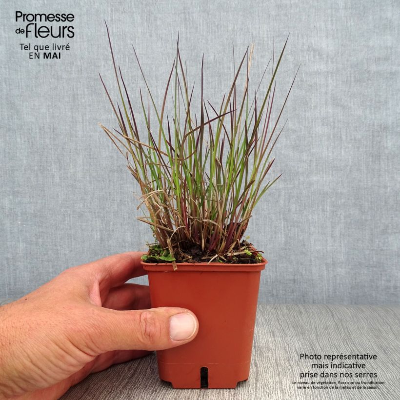 Schizachyrium scoparium Blue Heaven Maceta de 8/9 cm Ejemplar entregado en la primavera