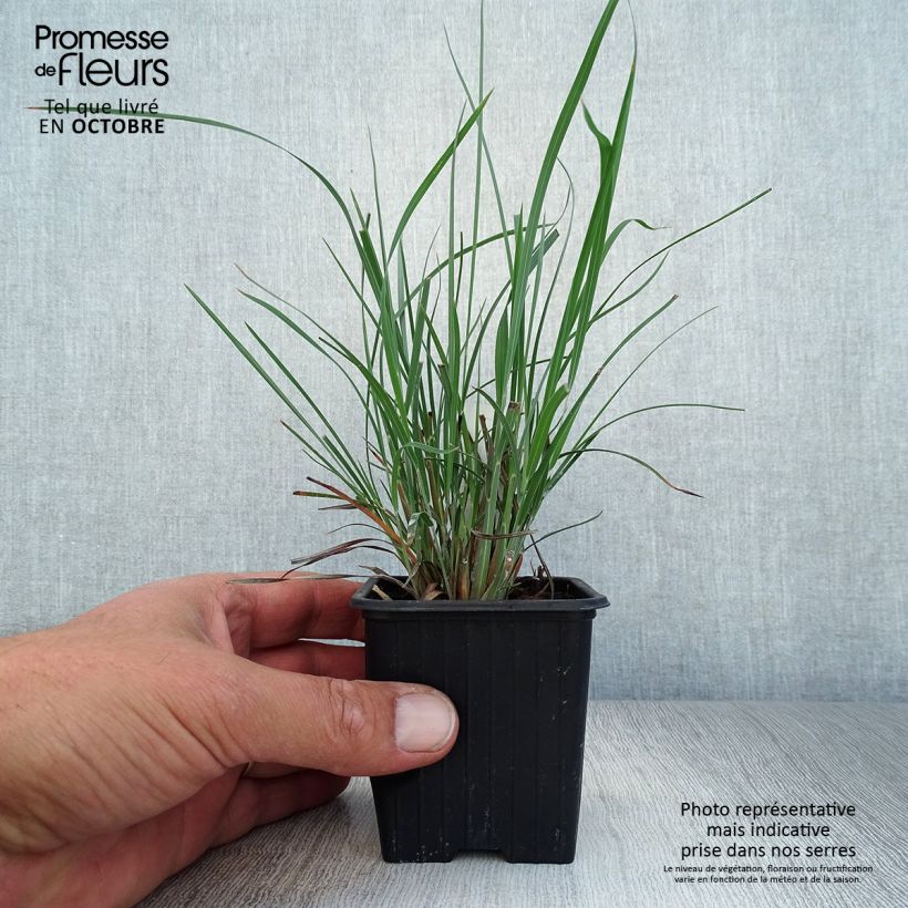 Ejemplar de Schizachyrium scoparium Maceta de 8/9 cm entregado en otoño