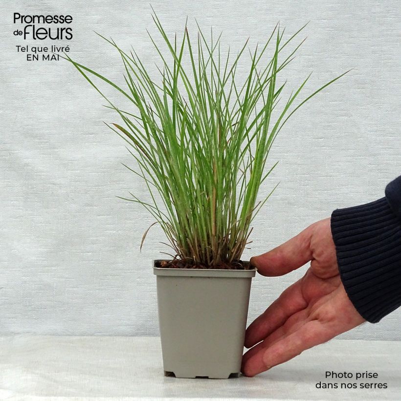 Schizachyrium scoparium Ha Ha Tonka Maceta de 8/9 cm Ejemplar entregado en la primavera