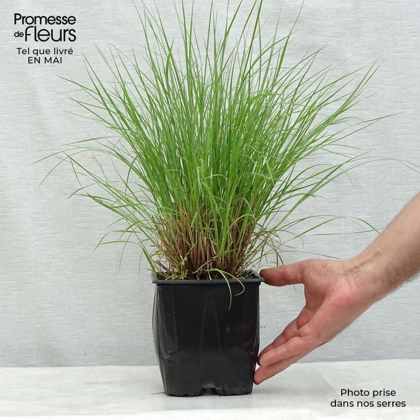 Schizachyrium scoparium Prairie Blues Maceta 2L/3L Ejemplar entregado en la primavera