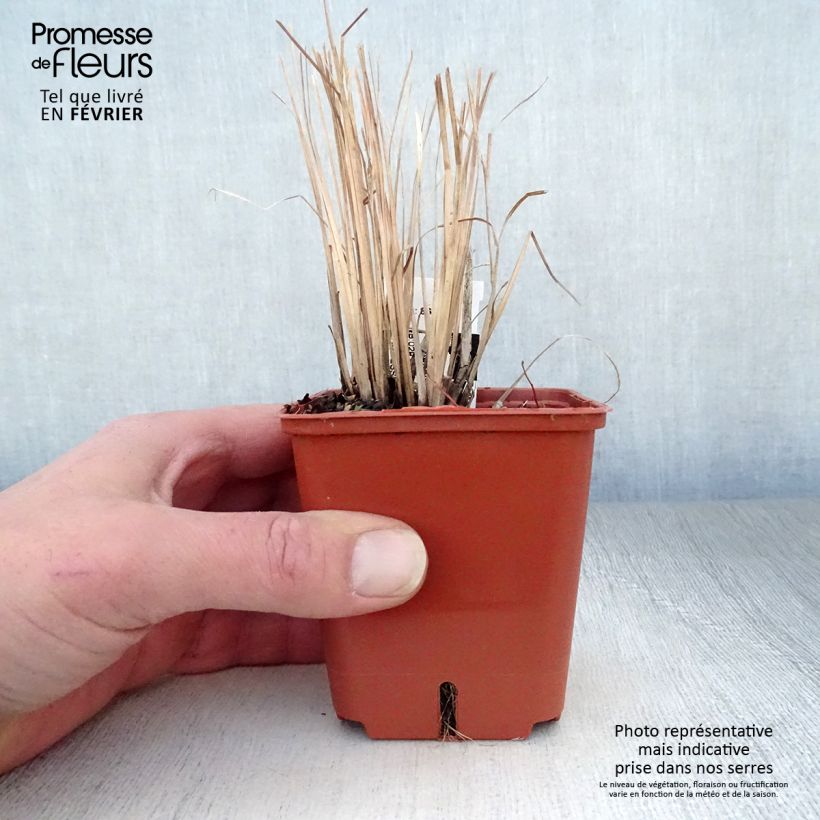 Schizachyrium scoparium Standing Ovation Maceta de 8/9 cm Ejemplar entregado en invierno