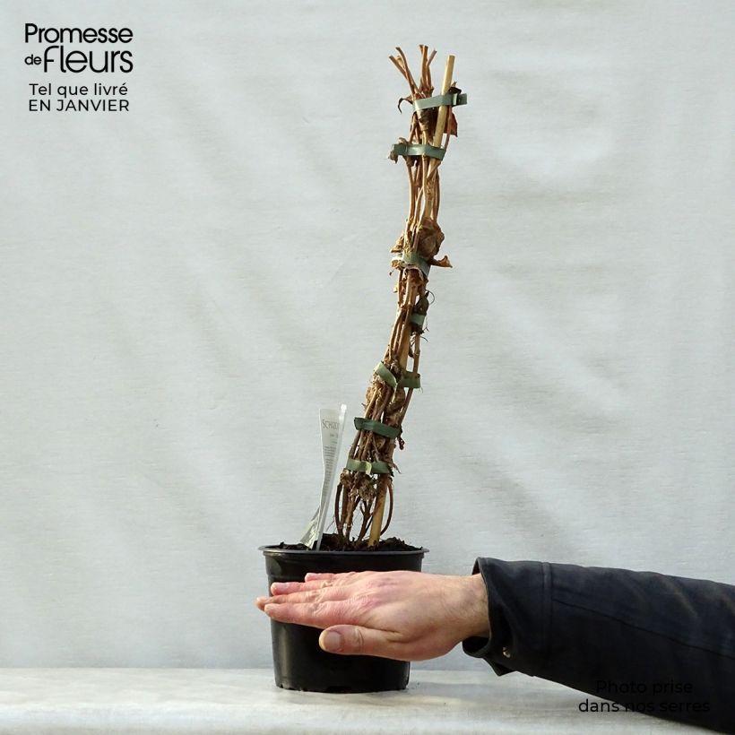 Schizophragma fauriei Angel Wings Maceta 2L/3L Ejemplar entregado en invierno