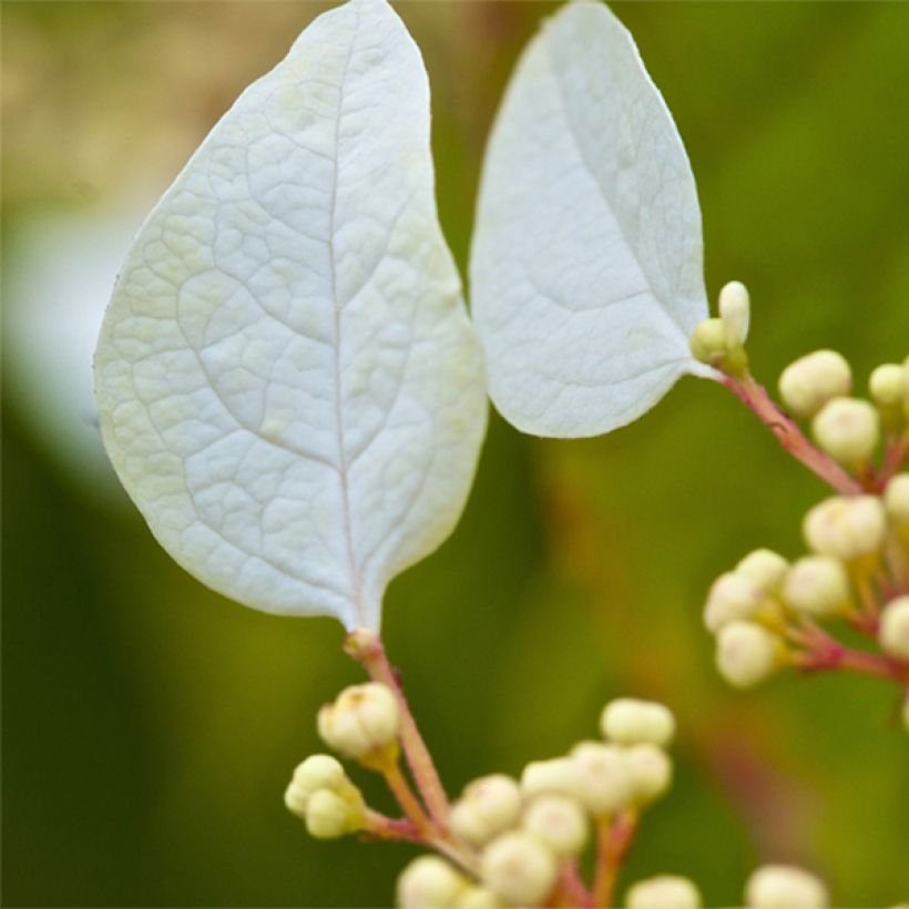 Schizophragma corylifolium (Floración)