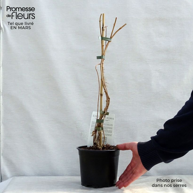 Schizophragma fauriei Maceta 2L/3L Ejemplar entregado en la primavera