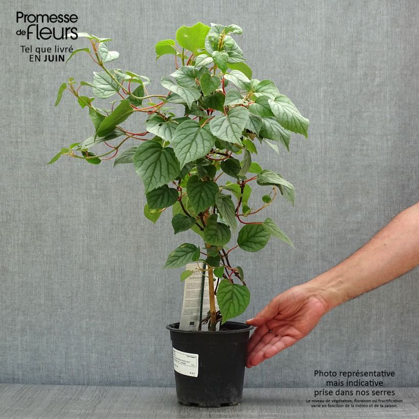 Ejemplar de Schizophragma hydrangeoïdes Moonlight Maceta 2L/3L entregado en verano
