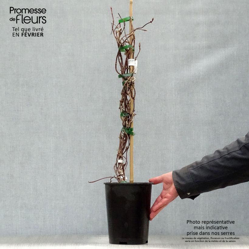 Schizophragma hydrangeoides Rose Sensation Maceta 2L/3L Ejemplar entregado en invierno