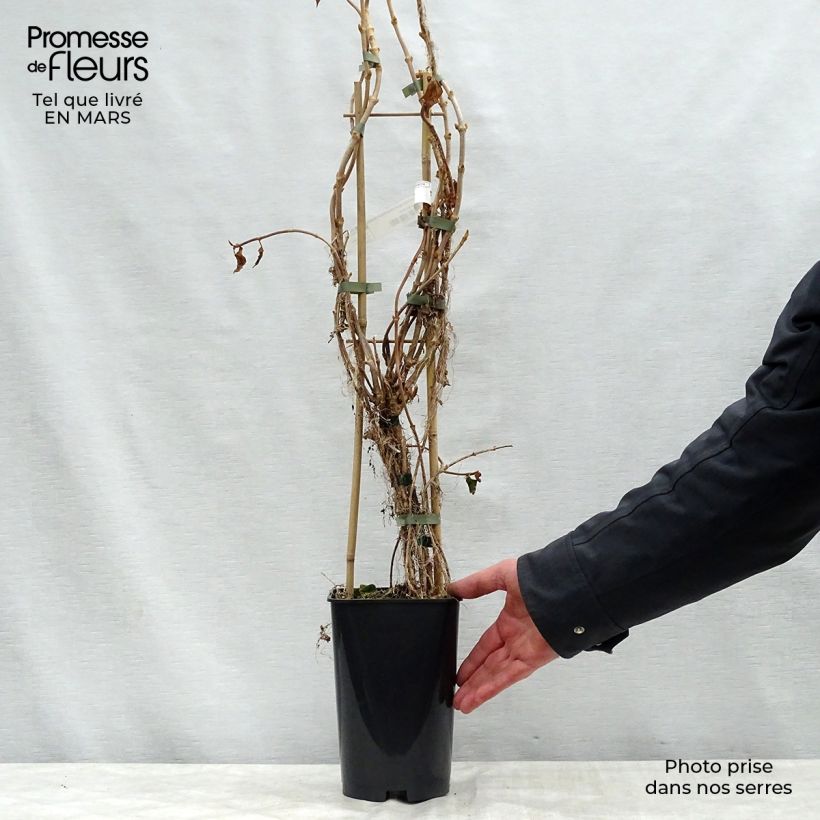 Schizophragma hydrangeoides Windmills Maceta 2L/3L Ejemplar entregado en la primavera