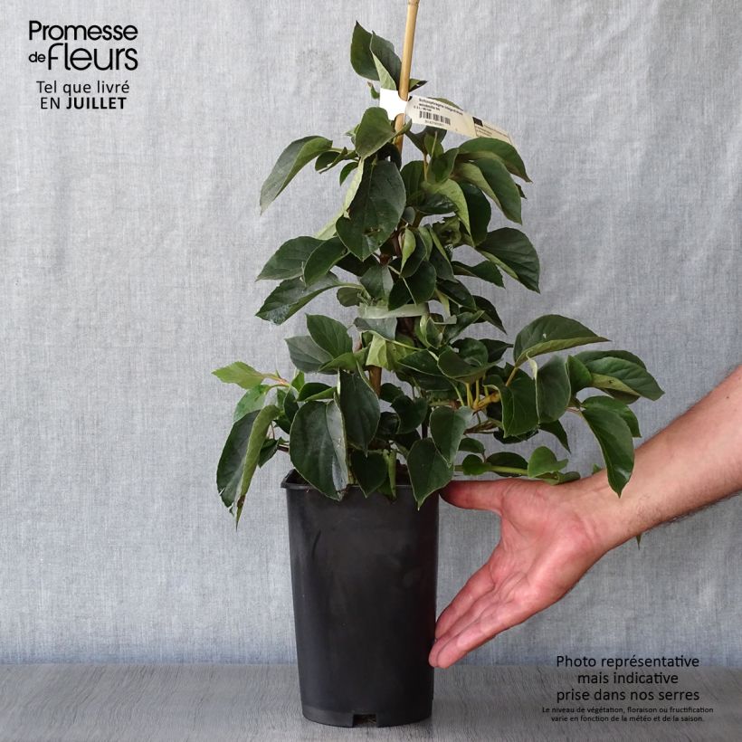 Ejemplar de Schizophragma hydrangeoides Windmills Maceta 2L/3L entregado en verano