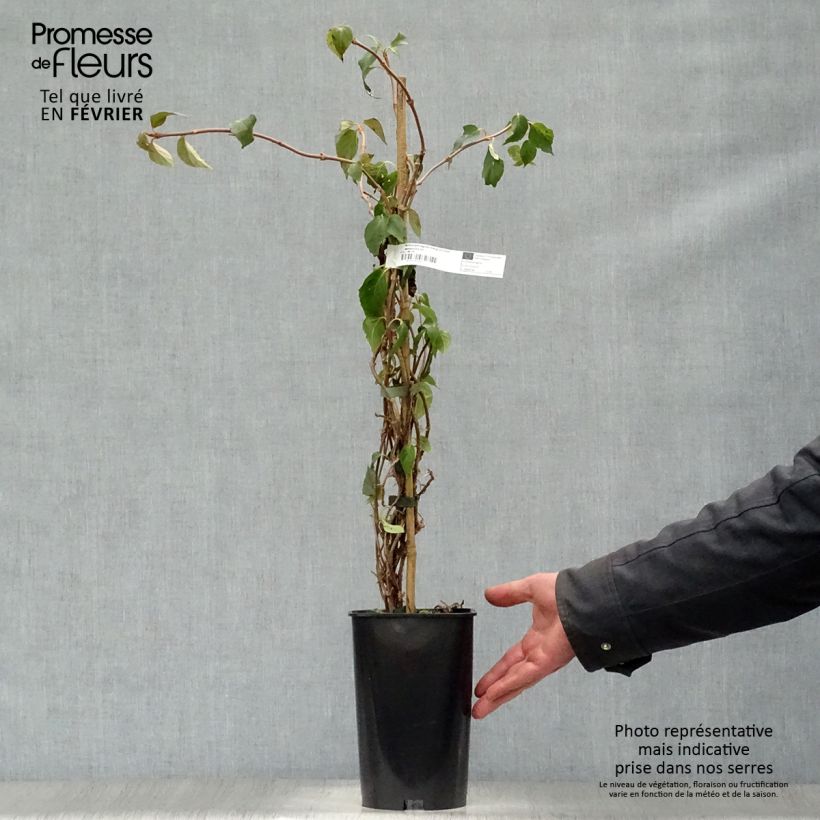 Schizophragma hydrangeoides Windmills Maceta 2L/3L Ejemplar entregado en invierno