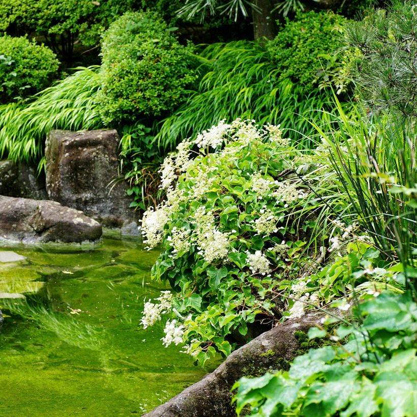 Schizophragma hydrangeoides (Porte)