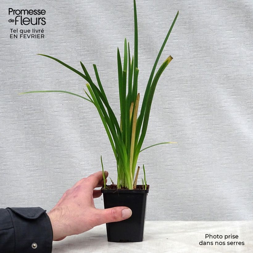 Schizostylis coccinea Mrs Hegarty - Lirio de río Maceta de 8/9 cm Ejemplar entregado en invierno