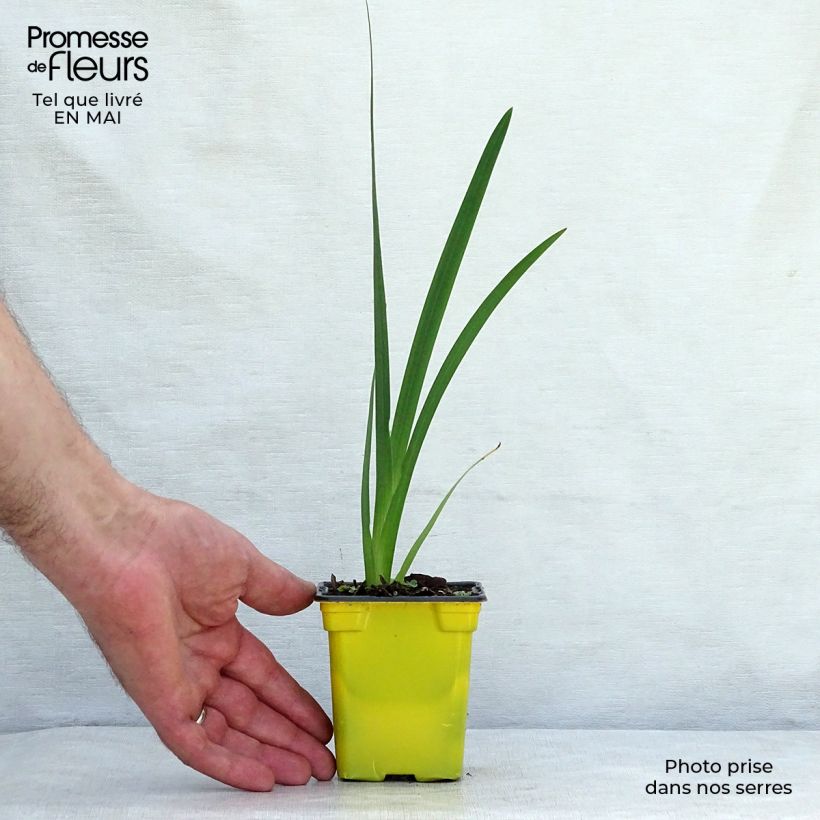 Schizostylis coccinea Alba - Lirio de río Maceta de 7/8 cm Ejemplar entregado en la primavera