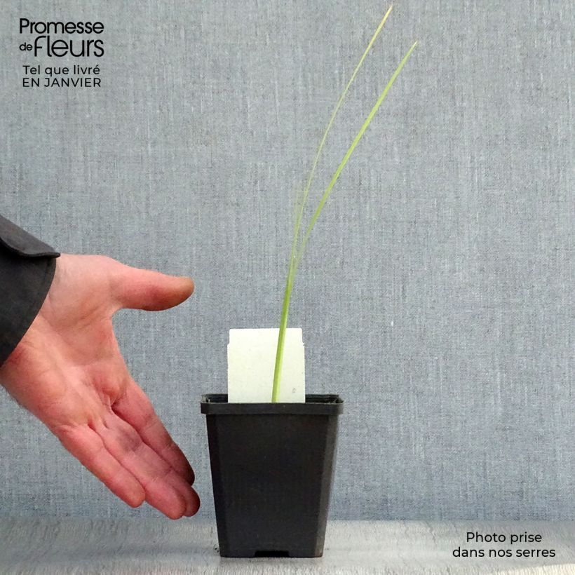 Schizostylis coccinea Alba - Lirio de río Maceta de 7/8 cm Ejemplar entregado en invierno