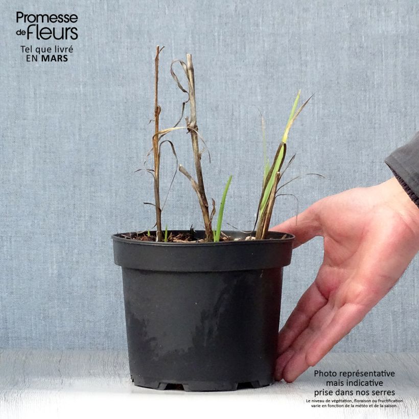 Schizostylis coccinea Alba - Lirio de río Maceta 2L/3L Ejemplar entregado en la primavera