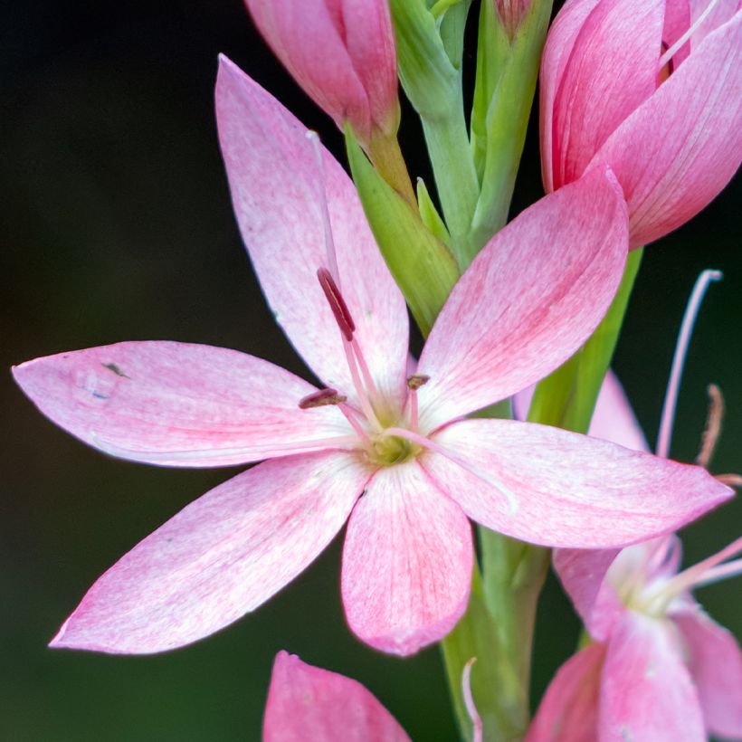 Schizostylis coccinea Rosea - Lirio de río (Floración)