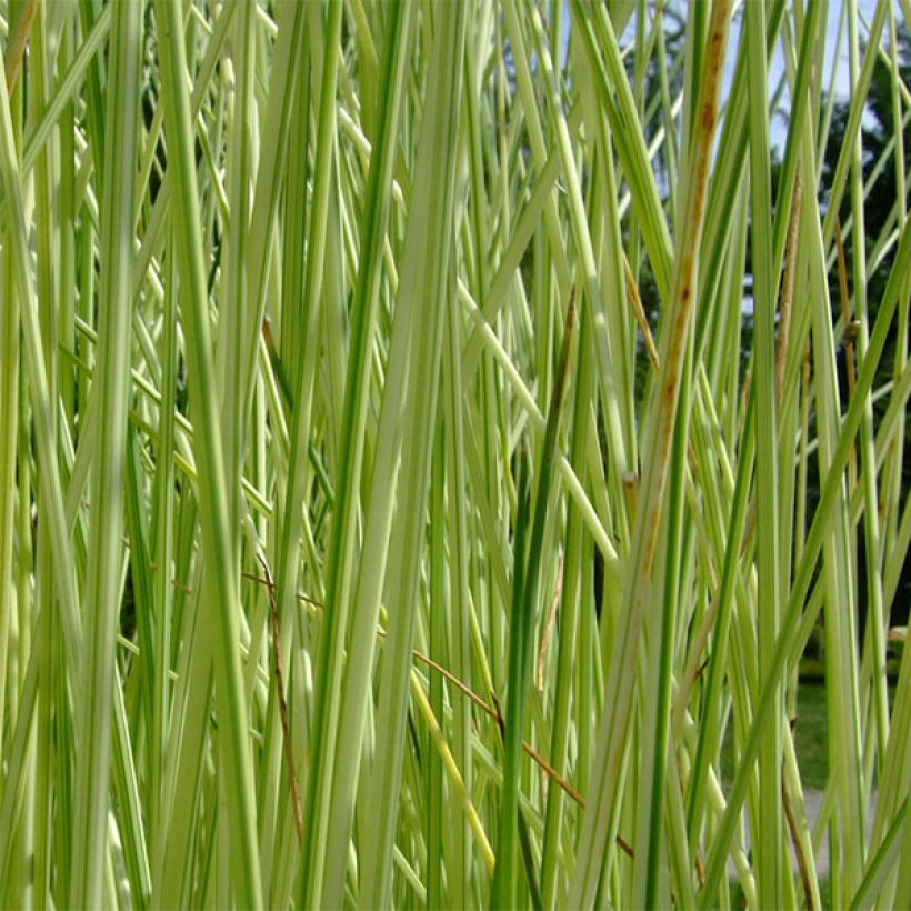 Schoenoplectus lacustris subsp.tabernaemontani Albescens - Junco de laguna (Follaje)