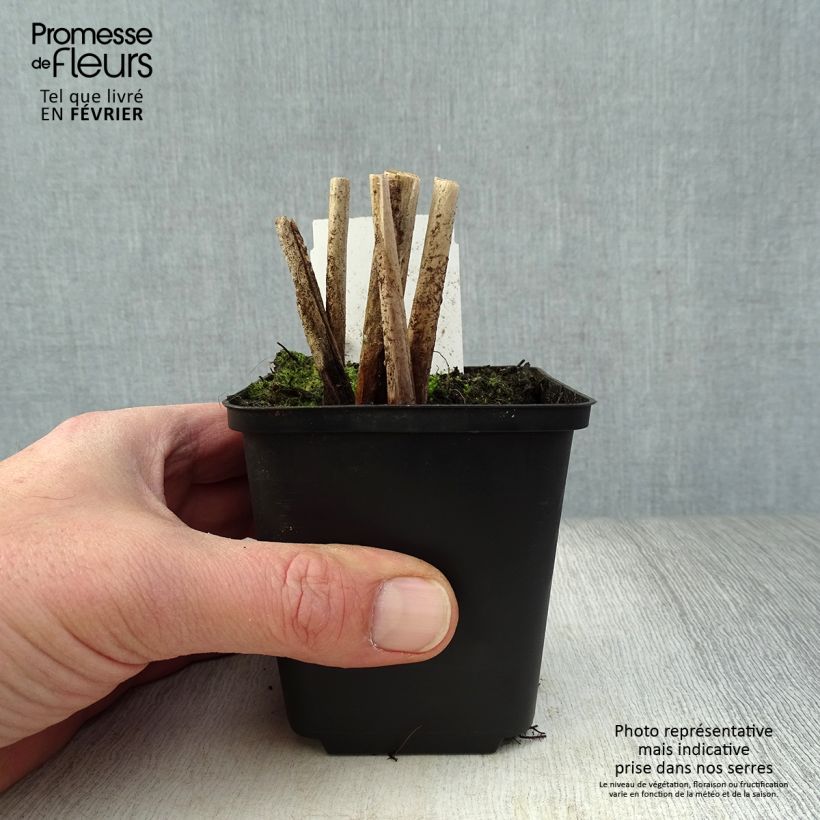 Schoenoplectus lacustris subsp.tabernaemontani Albescens - Junco de laguna Maceta de 8/9 cm Ejemplar entregado en invierno