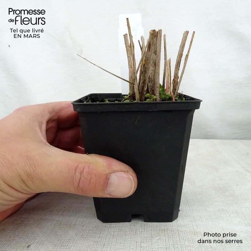 Schoenoplectus lacustris subsp tabernaemontani Zebrinus - Junco de laguna Maceta de 8/9 cm Ejemplar entregado en la primavera