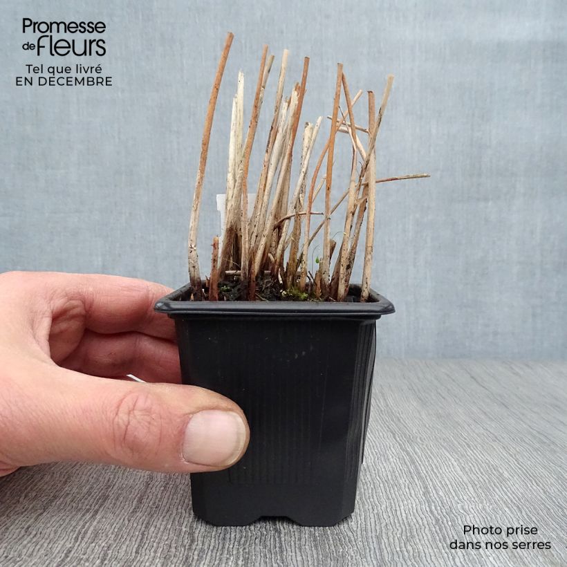Schoenoplectus lacustris subsp tabernaemontani Zebrinus - Junco de laguna Maceta de 8/9 cm Ejemplar entregado en invierno