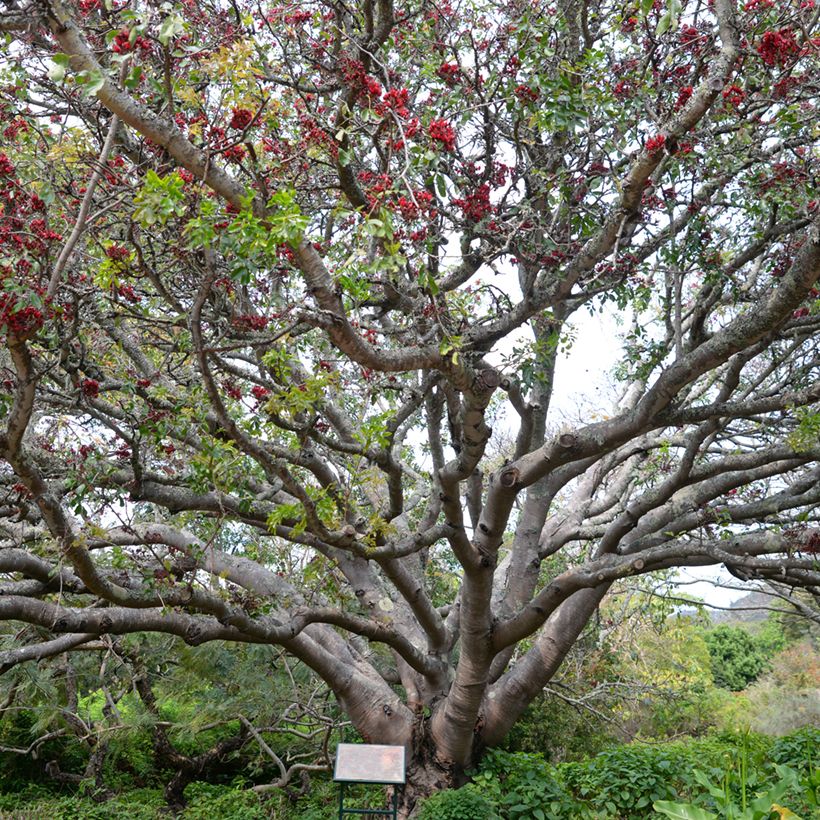 Schotia brachypetala (Porte)