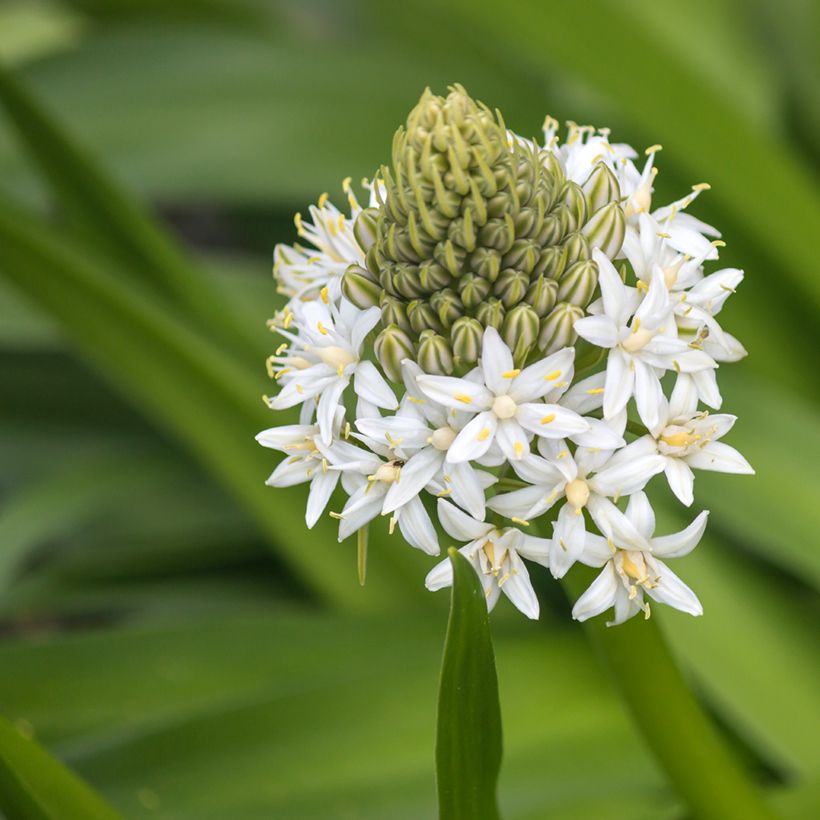 Scilla peruviana White Moon - Jacinto del Perú (Floración)