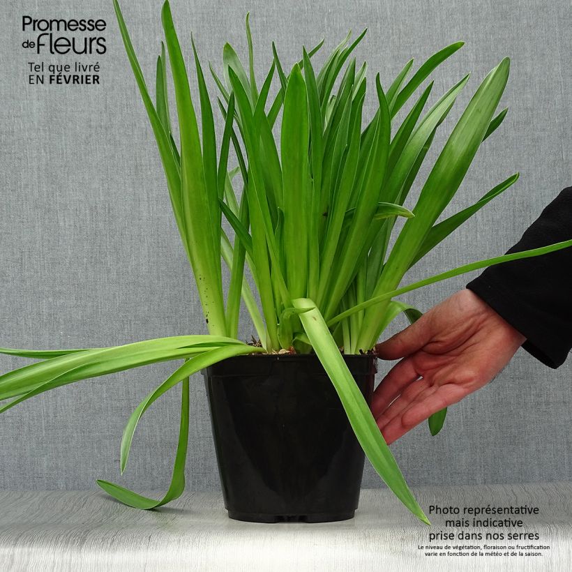 Scilla peruviana - Jacinto del Perú Maceta 2L/3L Ejemplar entregado en invierno