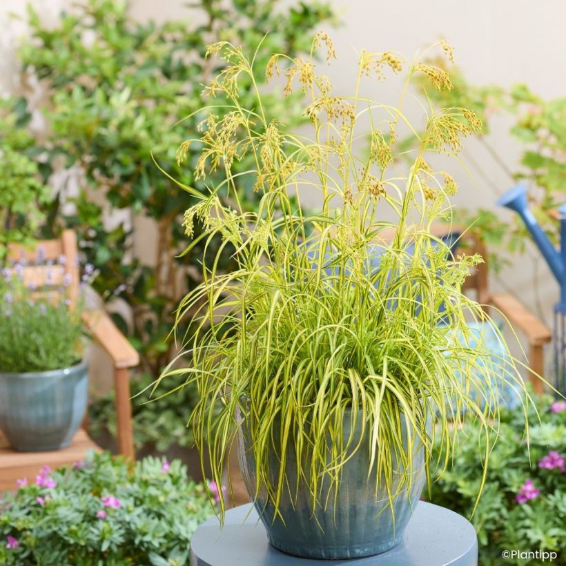 Scirpus pendulus Stars and Strips (Porte)