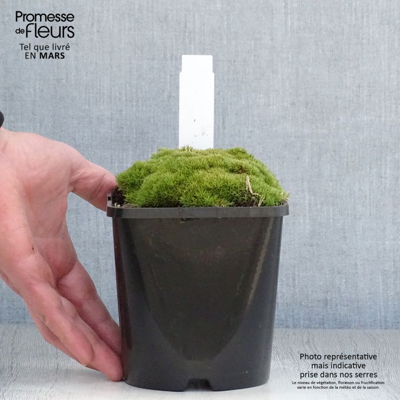 Scleranthus uniflorus - Musgo de Nueva Zelanda Maceta 1,5L/2L Ejemplar entregado en la primavera