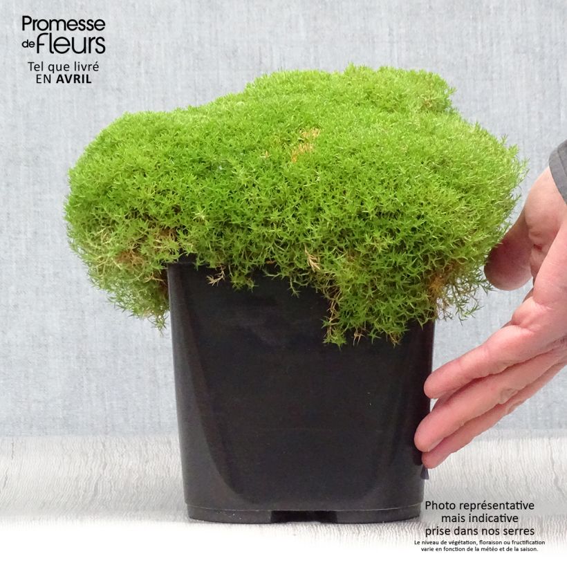 Scleranthus uniflorus - Musgo de Nueva Zelanda Maceta 3L/4L Ejemplar entregado en la primavera