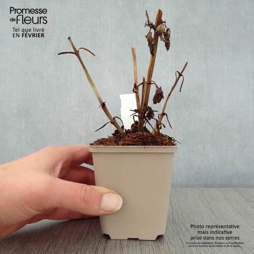 Scrophularia auriculata Variegata Maceta de 8/9 cm Ejemplar entregado en invierno