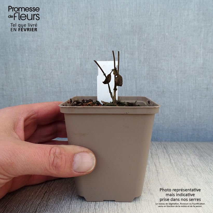 Scutellaria incana Maceta de 8/9 cm Ejemplar entregado en invierno