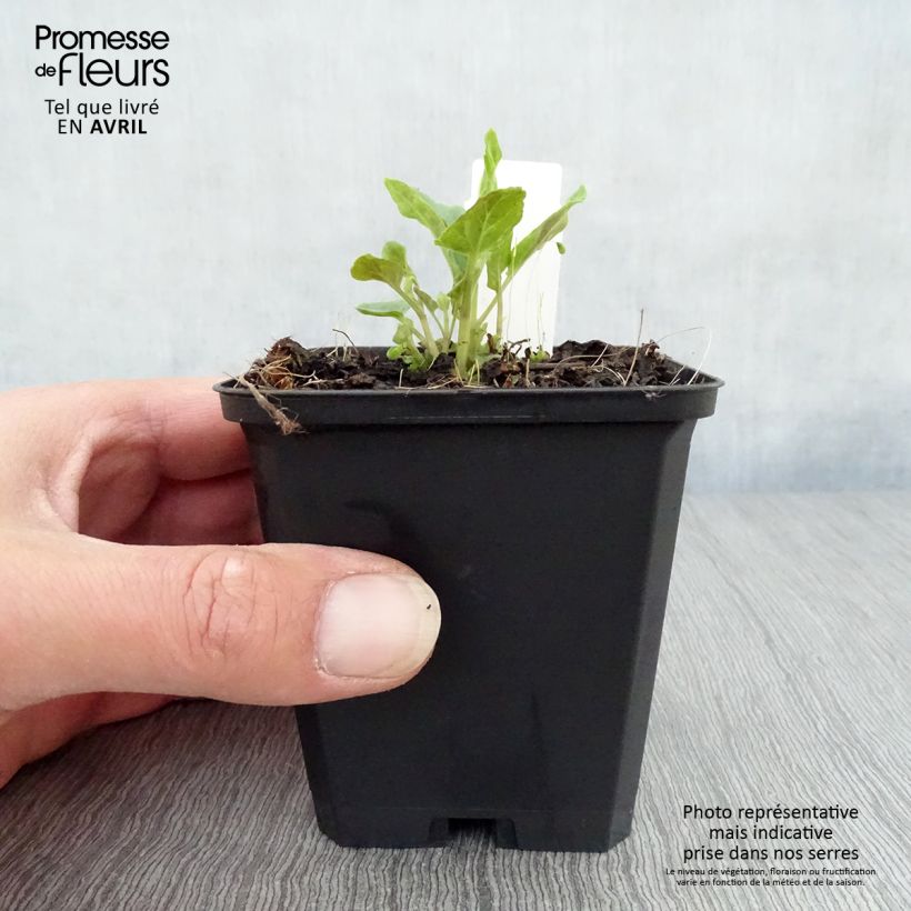 Scutellaria incana Maceta de 8/9 cm Ejemplar entregado en la primavera