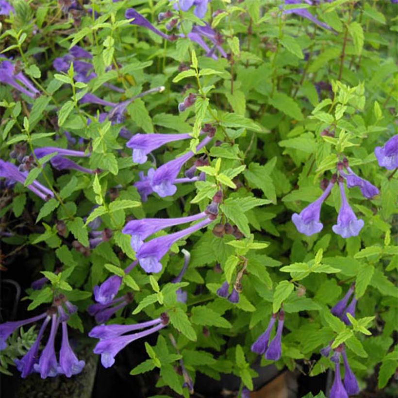 Scutellaria scordiifolia (Floración)