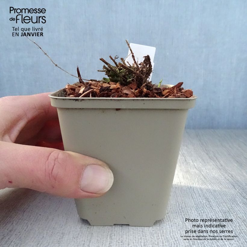 Scutellaria scordiifolia Maceta de 8/9 cm Ejemplar entregado en invierno