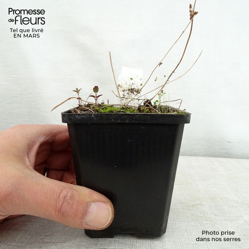 Scutellaria scordiifolia Maceta de 8/9 cm Ejemplar entregado en la primavera