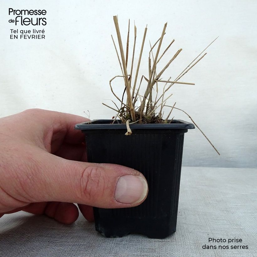 Scutellaria suffrutescens Maceta de 8/9 cm Ejemplar entregado en invierno