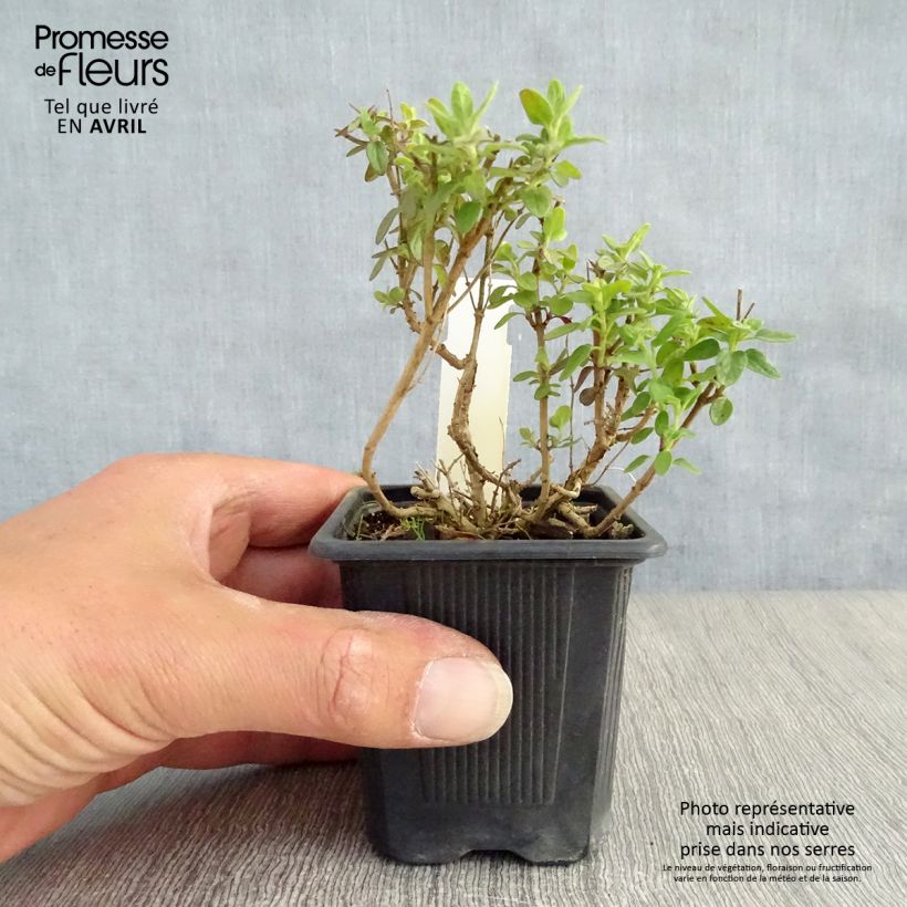 Scutellaria suffrutescens Maceta de 8/9 cm Ejemplar entregado en la primavera