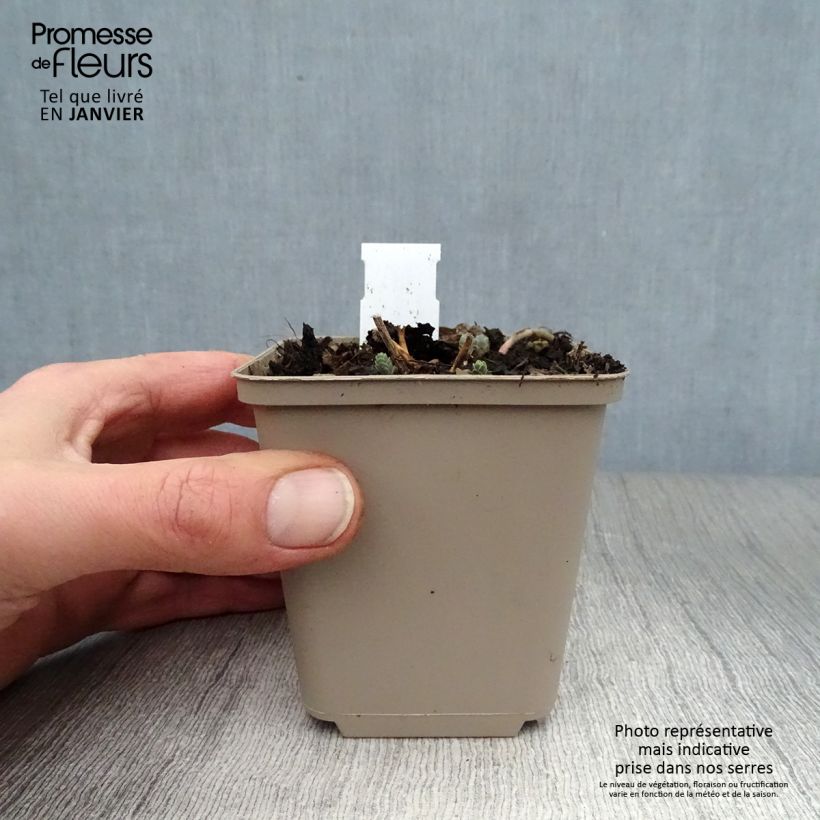 Sedum Bertram Anderson Maceta de 8/9 cm Ejemplar entregado en invierno