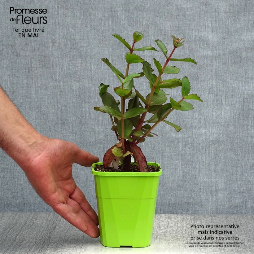 Sedum Black Knight Maceta 1L/1,5L Ejemplar entregado en la primavera