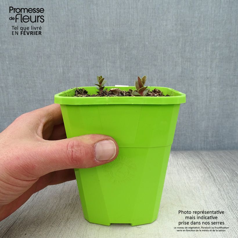 Sedum Black Knight Maceta 1L/1,5L Ejemplar entregado en invierno