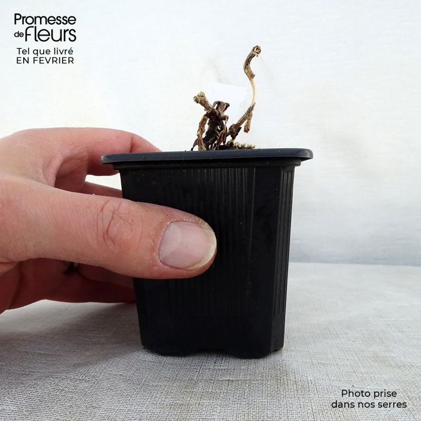 Sedum telephium Chocolate Cherry - Telefío Maceta de 8/9 cm Ejemplar entregado en invierno